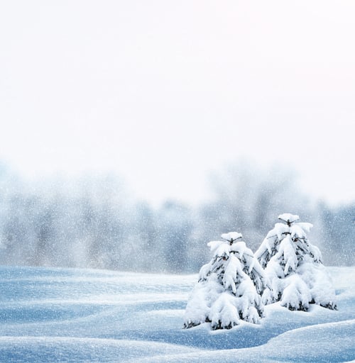 Preview: Forest In The Frost. Winter Landscape. Snow Covered Trees.