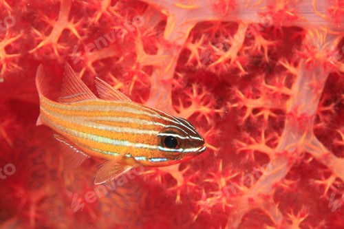 Preview: Cardinalfish And Soft Coral