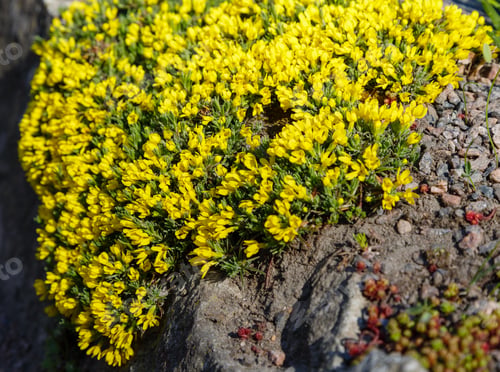 Preview: Deaba Densifolia, Known As Dense-Leaf Draba.Carpet Plants Draba (Grains). Ground Cover Ornamental