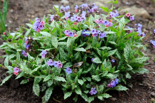 Preview: Pink And Blue Flowers Unspotted Lungwort Or Suffolk Lungwort (Pulmonaria Obskura) In The Early