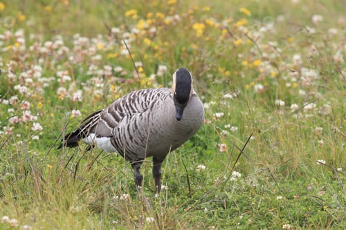 Preview: Nene Goose,Hawaiian Goose, (Branta Sandvicensis) Big Island Hawaii