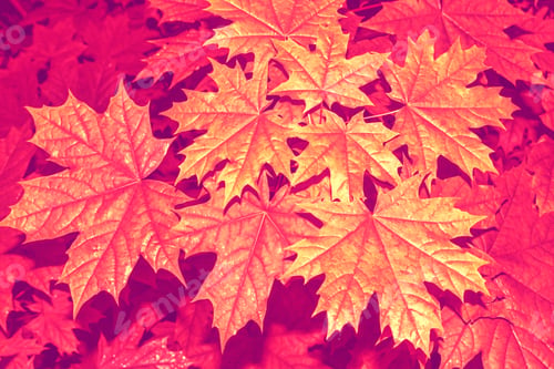 Preview: Autumn Landscape With Bright Colorful Leaves. Indian Summer. Foliage