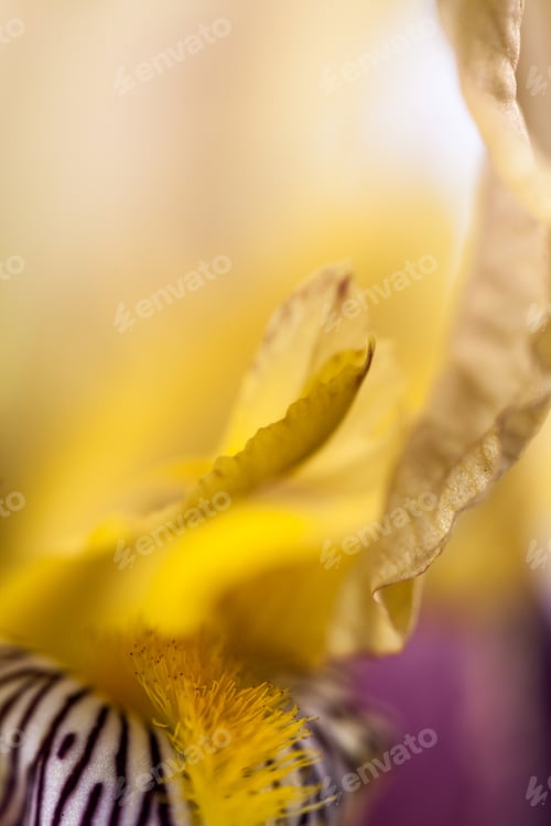 Preview: Beautiful Iris Flower With Details