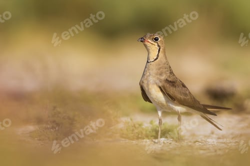 Preview: Cute Bird Pratincole. Green Yellow Nature Background. Bird: Collared Pratincole. Glareola