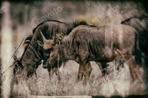 Preview: Vintage Style Image Of A Herd Of Blue Wildebeests In Chobe National Park, Botswana
