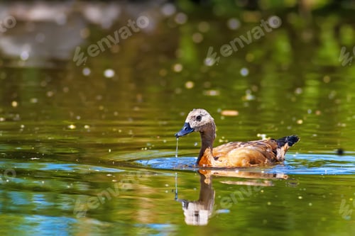 Preview: Swimming Duck. Ruddy Shelduck. Green Blue Water Background.