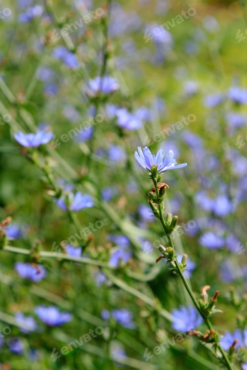 Preview: Common Chicory (Cichorium Intybus). Blue Flowers Of Chicory On A Natural Background. Perennial
