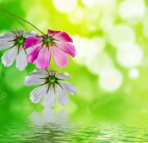 Preview: Cosmos Flowers