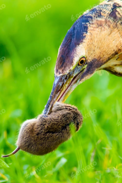 Preview: Wild Bird. Green Nature Background.