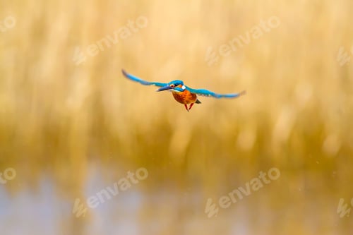 Preview: Flying Colorful Bird. Yellow Natural Background.