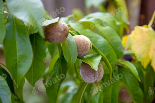 Preview: Small Peaches Ripening On Tree Branch. Close Up View Of Peaches Grow On Peach Tree Branch With