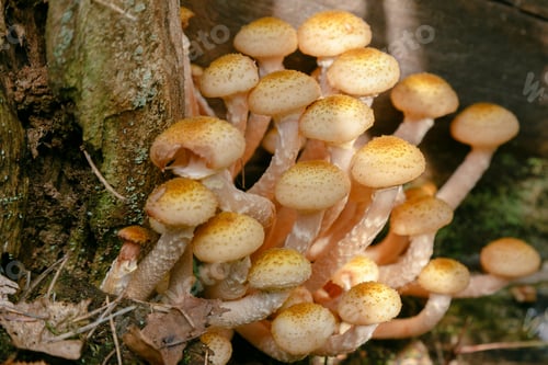 Preview: Armillaria Mellea, Edible Mushrooms In The Forest