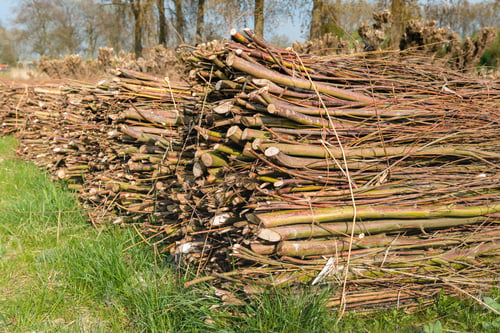 Preview: With Ropes Bundled Osiers Piled In The Grass Waiting For Transportation. It Is Springtiome Now.