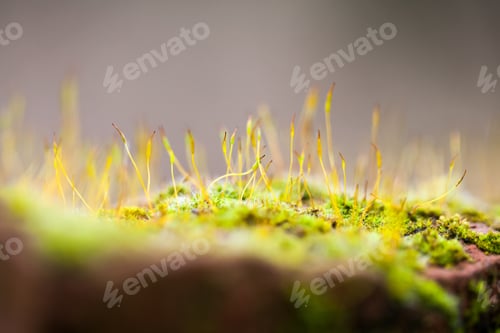 Preview: Abstract, Colorful Composition With Blurred Moss Flowers In Spring