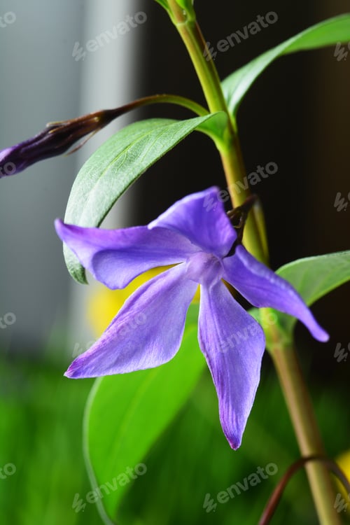 Preview: Vinca Major (Greater Periwinkle)