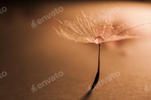 Preview: Macro, Abstract Composition With Colorful Water Drops On Dandelion Seeds
