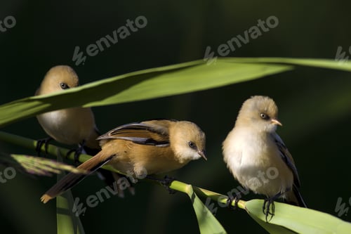 Preview: Lovely Birds. Cute Little Birds; Bearded Reedling. Dark Green Nature Background. Birds: Panurus