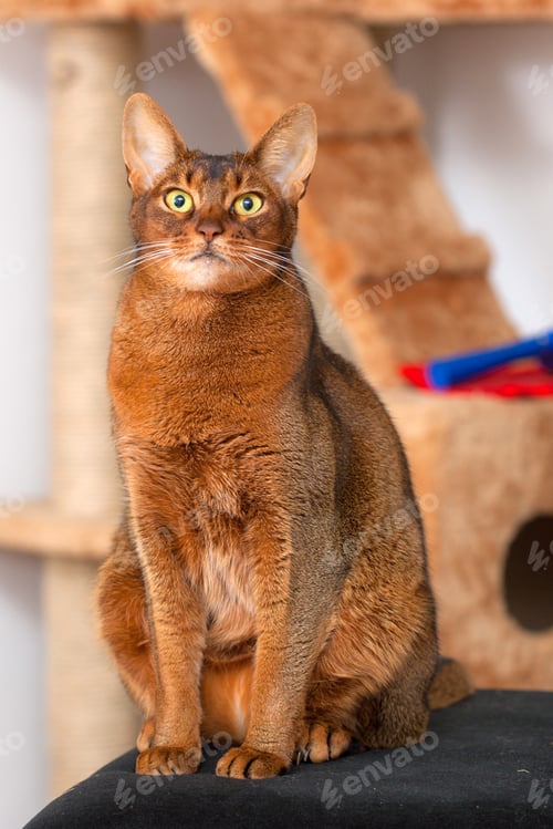 Preview: Purebred Abyssinian Cat