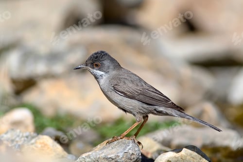 Preview: Cute Bird. Natural Background. Bird: Ruppell'S Warbler. Sylvia Rueppelli.