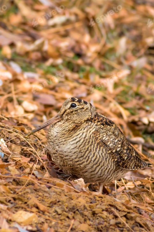 Preview: Woodcock. Camouflage Bird. Dry Leaves. Brown Nature Background. Bird: Eurasian Woodcock. Scolopax