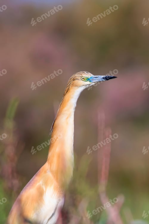 Preview: Heron. Nature Background. Bird: Squacco Heron. Ardeola Ralloides
