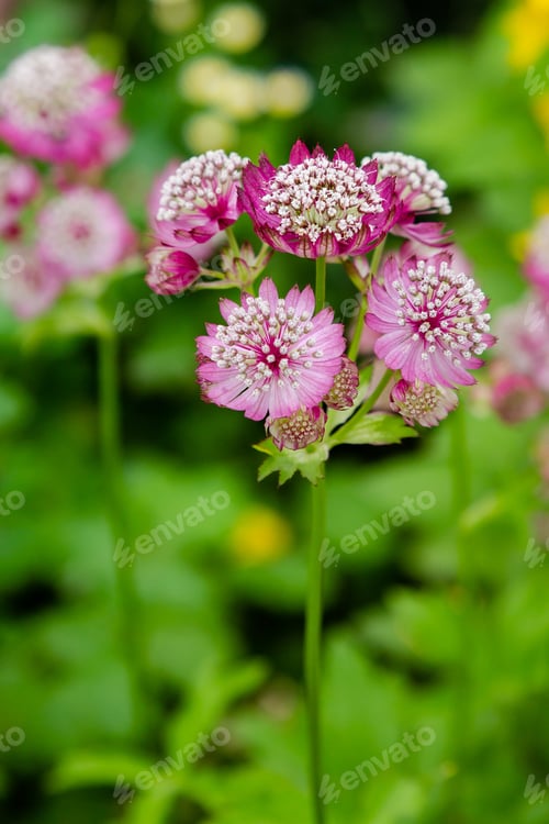 Preview: Flowers Of Astrantia Major - Great Masterwort In Garden.