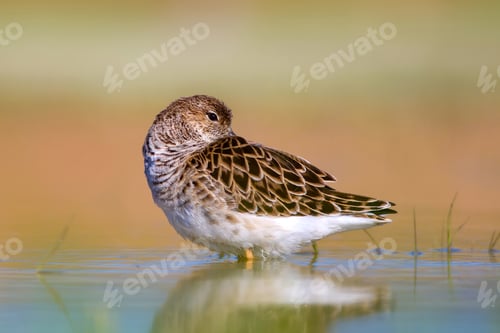 Preview: Cute Water Bird Is Sleeping. Natural Wetland Background. Common Water Bird: Ruff. Philomachus