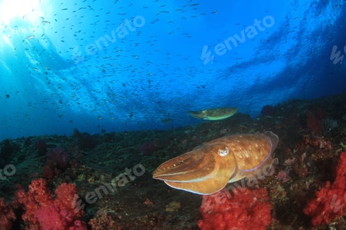 Preview: Cuttlefish