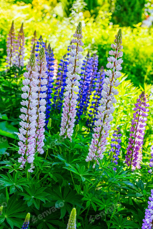 Preview: Beautiful Colorful Blooming Lupine Flower On Green Background.