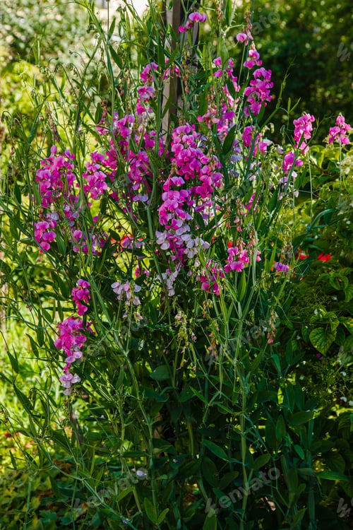 Preview: Blossom Of Lathyrus In The Garden. Lovely Sweet Pea Flowers On Green Background