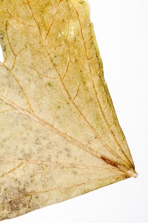Preview: Autumnal Dried Leaves - Texture