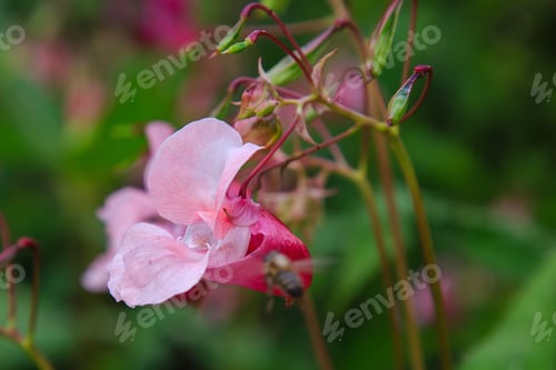 Preview: Flowers Of Impatiens Glandulifera Flowers In Natural Background