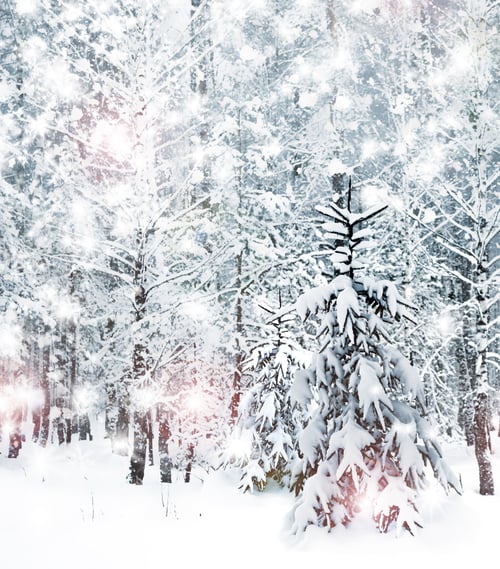 Preview: Winter Forest