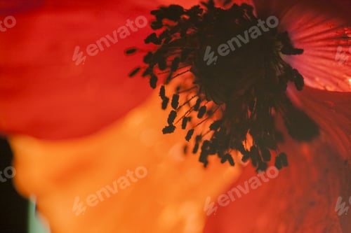 Preview: Abstract Composition With Blurred Poppy Petals