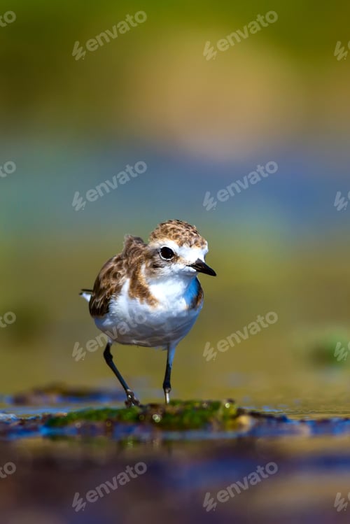 Preview: Cute Bird. Kentish Plover. Nature Background.