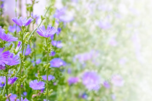 Preview: Bright Flowers Of Chicory On The Background Of The Summer Landscape.