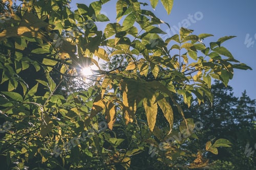 Preview: Autumn Gold Colored Leaves In Bright Sunlight In Forest On Dark Blur Background - Vintage Retro