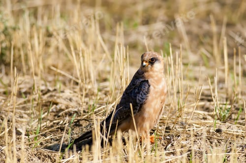 Preview: Falcon. Brown Yellow Nature Background. Bird: Red Footed Falcon.