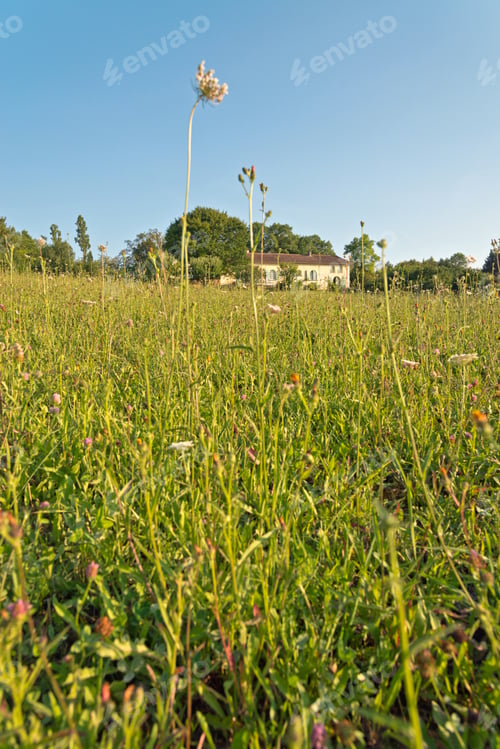 Preview: Fresh Green Grasses Growing On The Ground Under Blue Sky On A Sunny Climate.