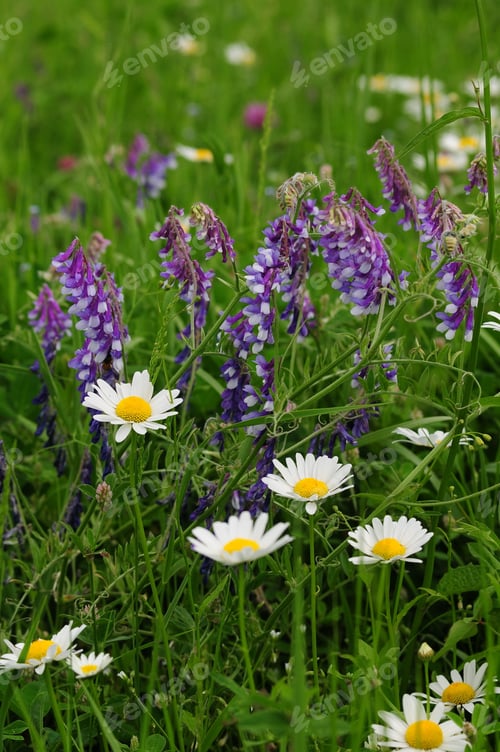 Preview: Summer Flowers