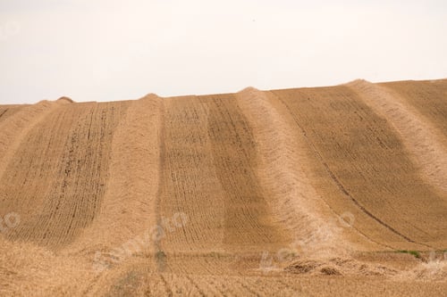 Preview: Rows Of Harvested Barley Stalks In A Sloping Field