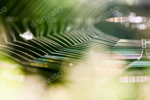 Preview: Abstract Composition With Spider Web Details And Natural Colors