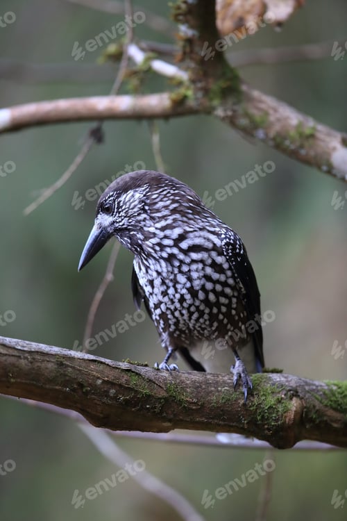 Preview: Spotted Nutcracker, Eurasian Nutcracker Black Forest Germany