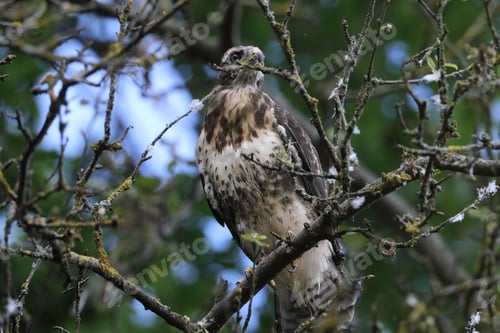 Preview: Young Buzzard Common Buzzard (Buteo Buteo)