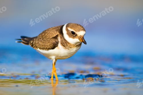 Preview: Cute Bird. Nature Background. Common Ringed Plover / Charadrius Hiaticula