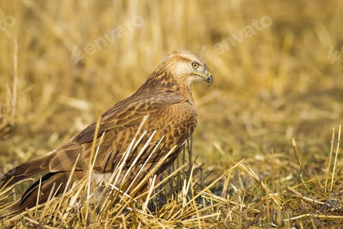 Preview: Wild Bird Buzzard And Dry Grass Long-Legged Buzzard / Buteo Rufinus