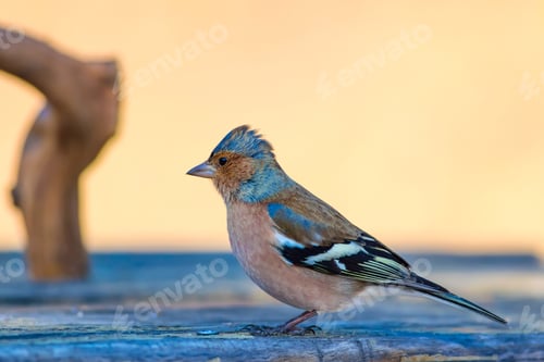 Preview: Cute Little Bird. Natural Background. Common Chaffinch. Fringilla Coelebs