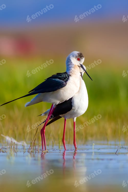 Preview: Romantic Birds. Nature Background. Birds: Black Winged Stilt.