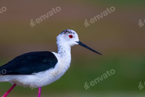Preview: Common Water Bird Portrait. Colorful Natural Background. Bird: Black Winged Stilt. Himantopus