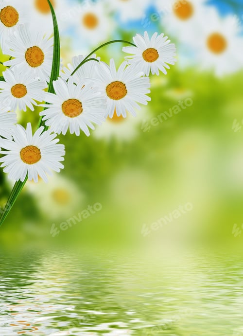 Preview: Wildflowers Daisies